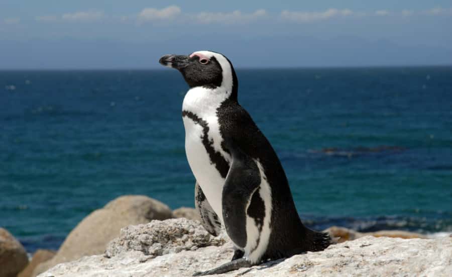 Table Mountain, Cape Point & Penguin Beach ENTRANCE INCLUDED - Boulders Penguin Colony: 45 Minutes That’s Actually Enough to Feel It