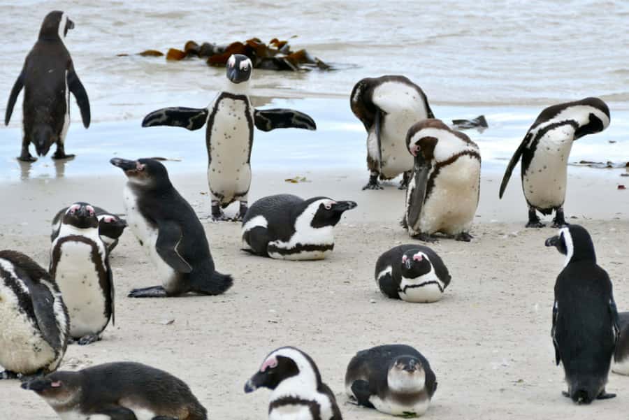 Table Mountain, Cape Point & Penguin Beach ENTRANCE INCLUDED - What This Tour Costs, and Why It Can Be Good Value