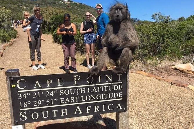 Table Mountain, Cape Point & Penguins Private ,From Cape Town - Ostrich Farm Stop: Quick Stretch, Quick Laugh