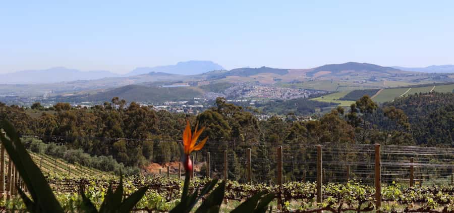 Table Mountain & Constantia Wine Estate Private Combo Tour - Constantia Glen: cool-climate wines with big views