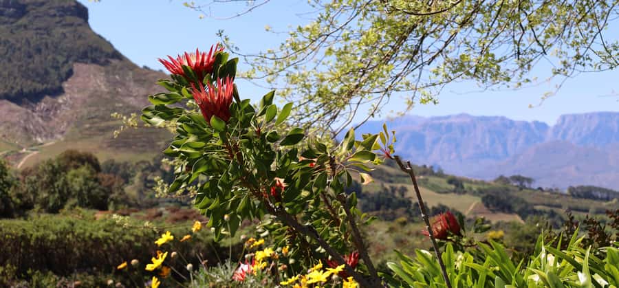 Table Mountain & Constantia Wine Estate Private Combo Tour - Steenberg Estate: finish with a flagship tasting