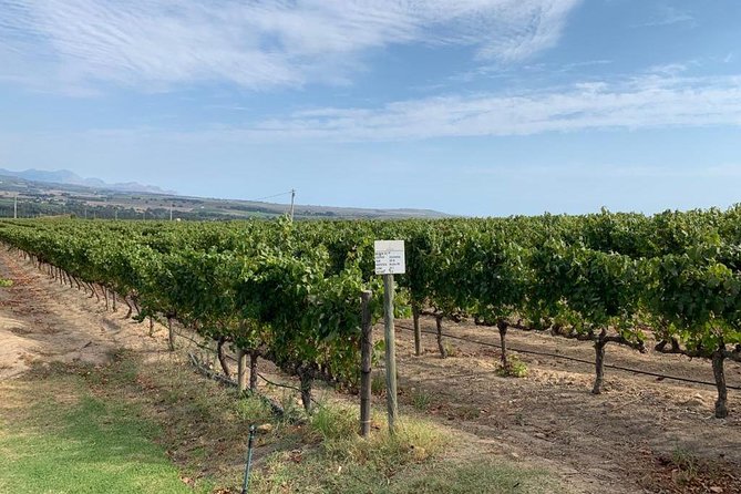 Table Mountain & Constantia Wine Tasting Full Day Tour. - Stop 4, Buitenverwachting: restored buildings and a white-heavy finish
