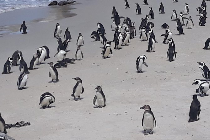 Table Mountain, penguin and Cape of good hope Fees included - Noordhoek Farm Village and a real coffee pause