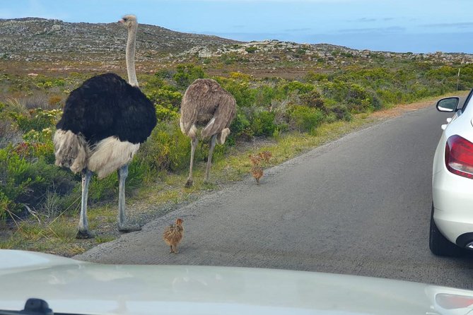 Table Mountain, penguin and Cape of good hope Fees included - Boulders Beach penguins: close, calm, and worth the hour