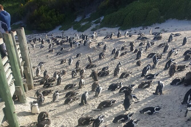 Table Mountain, Penguins and Cape Point Sharing GroupTour - Why This Cape Town Day Trip Works: Mountain, Penguins, and Two Oceans