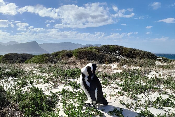 Table Mountain, Penguins, Cape of Good Hope: Private Tour - Meeting point, timing, and how you stay comfortable for 8+ hours