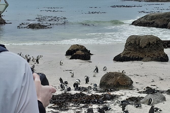 Table Mountain, Penguins & Cape of Good Hope Private Tour - Getting started in Cape Town: pick up, comfort, and pacing
