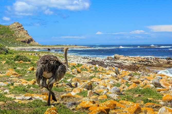 Table Mountain, Penguins & Cape of Good Hope Small Group Top Tour from Cape Town - Boulders Beach penguins: where you watch, not just pose