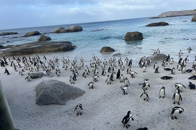Table Mountain, Penguins & Cape of Good Hope Small Group Tour - Pickup, Timing, and What 8 Hours Means in Real Life