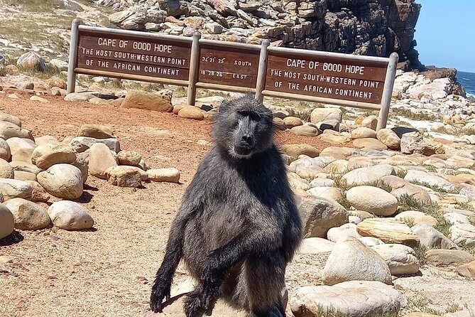 Table Mountain, Penguins & Cape of Good Hope Small Group Tour - Table Mountain by Cable Car: Panoramas Without the Climb
