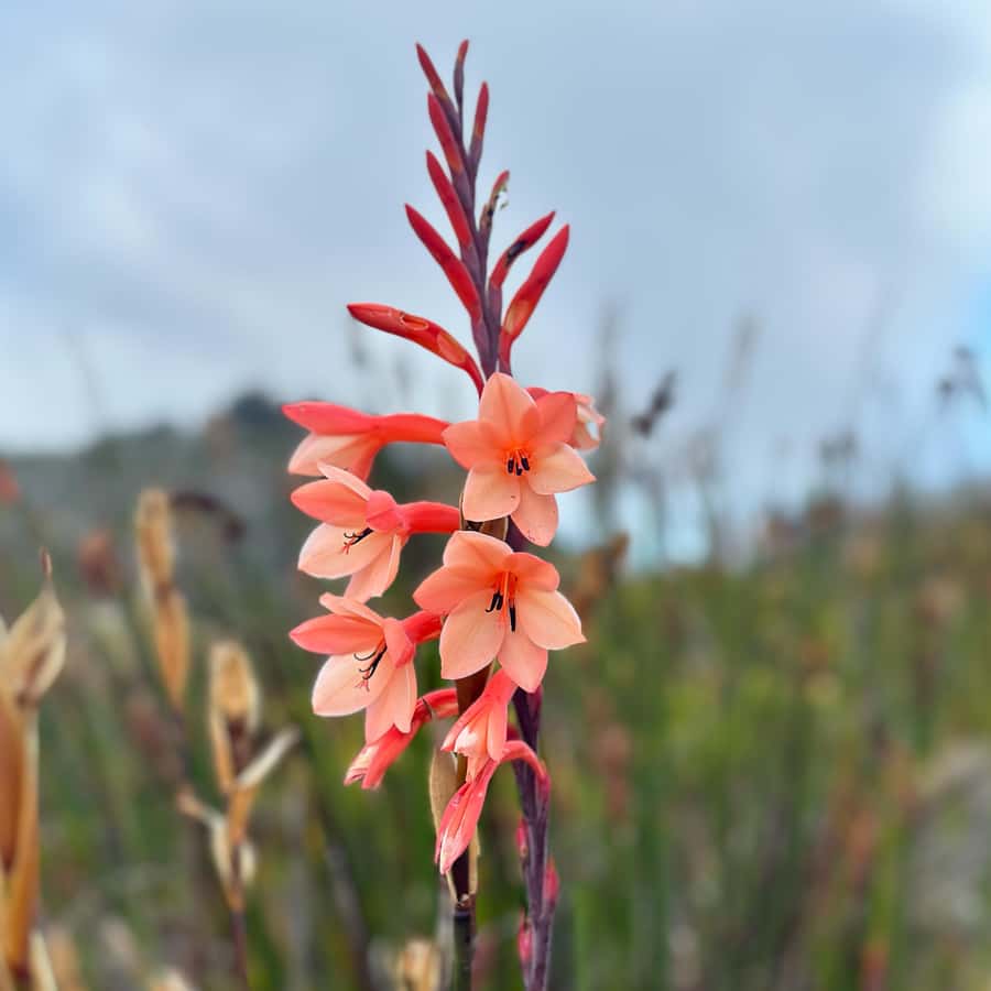 Table Mountain: Skeleton Gorge Hike - Starting at Kirstenbosch, Then Transitioning Into the Mountains