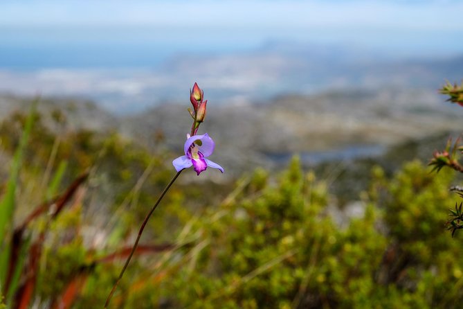 Table Mountain Summit Hike via Kasteelspoort - From the Back Table to the summit plateau near Upper Cable Station