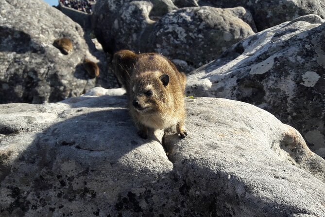 Table Mountain Summit Walk for the Whole Family - PRIVATE - The Guide Experience: More Than Pointing, More Than Facts