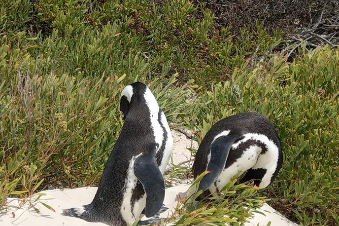 Table Mountain-Wines-Penguins-Cape Point All Inclusive Group Tour - Boulders Beach penguin colony: your best “time on the ground”