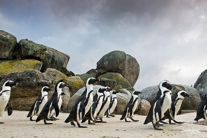 Table Mountain-Wines-Penguins-Cape Point All Inclusive Group Tour - Pickup, timing, and how the day actually runs