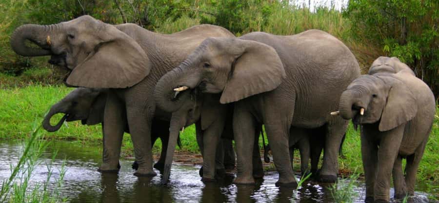 Tala Game Reserve & Natal Lion Park 1/2 Day Tour from Durban - Quick hits before you go