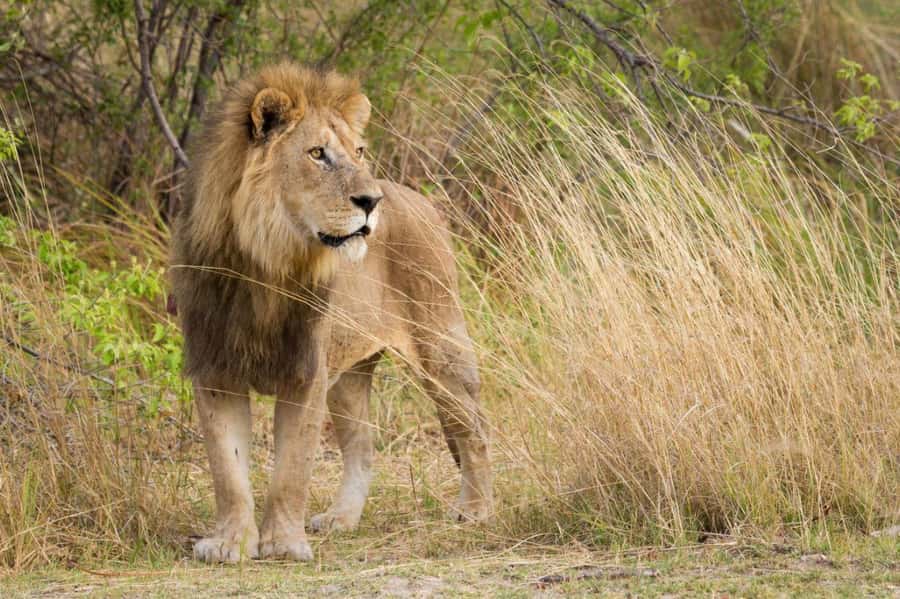 Tala Game Reserve & Natal Lion Park 1/2 Day Tour from Durban - Price and value: is $190 per person fair for this safari?