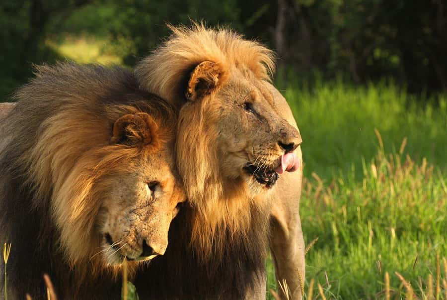 Tala Game Reserve & Natal Lion Park 1/2 Day Tour from Durban - Tala Game Reserve: your 2-hour game drive in KwaZulu-Natal