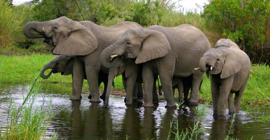 Tala Game Reserve & Natal Lion Park 1/2 Day Tour from Durban - What wildlife you can realistically look for at Tala