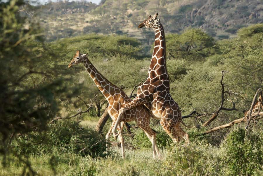 Tala Game Reserve & Natal Lion Park 1/2 Day Tour from Durban - Timing pressure on a half-day safari, and how to handle it