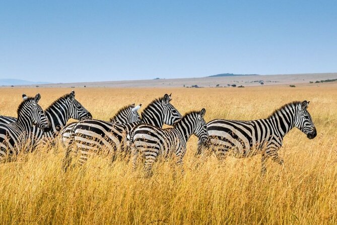 Tala Game Reserve, Phezulu Safari & Natal Lion Park Full Day Tour From Durban - Tala, Lions, and Phezulu in One Day: What This Durban Safari Really Is