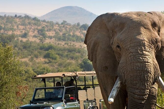 Tala Game Reserve, Phezulu Safari & Natal Lion Park Full Day Tour From Durban - Meeting at 7:30 am and How the Day Flows