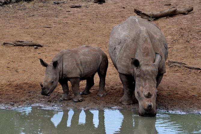 Tala Mini Day Safari - Durban - Key Things I’d Focus On Before You Go
