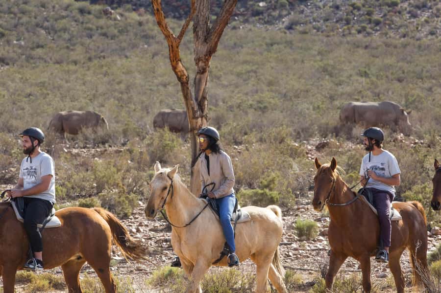 The Best Private Cape Town Safari Day Trip - Aquila Big 5 - Why Aquila’s Big 5 Safari Makes Sense for a Cape Town Holiday