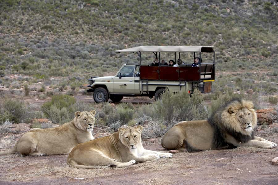 The Best Private Cape Town Safari Day Trip - Aquila Big 5 - The Main Event: Traditional 4x4 Game Drive in Open Safari Style