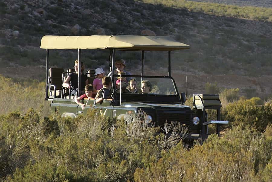 The Best Private Cape Town Safari Day Trip - Aquila Big 5 - Wildlife Encounters: How to Get More from the Big Five Focus