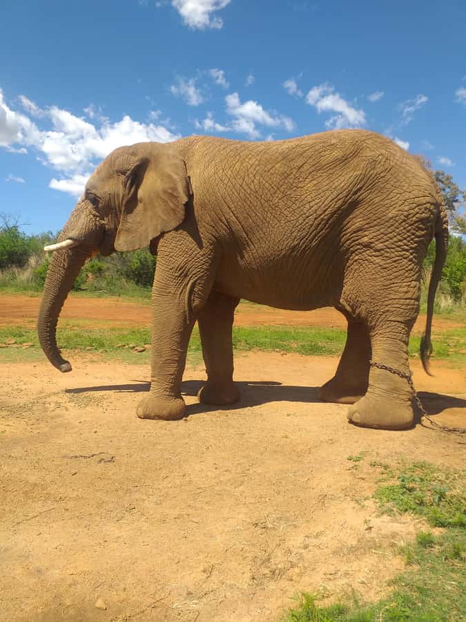 The Elephant and Monkey Sanctuary. - Key highlights at a glance