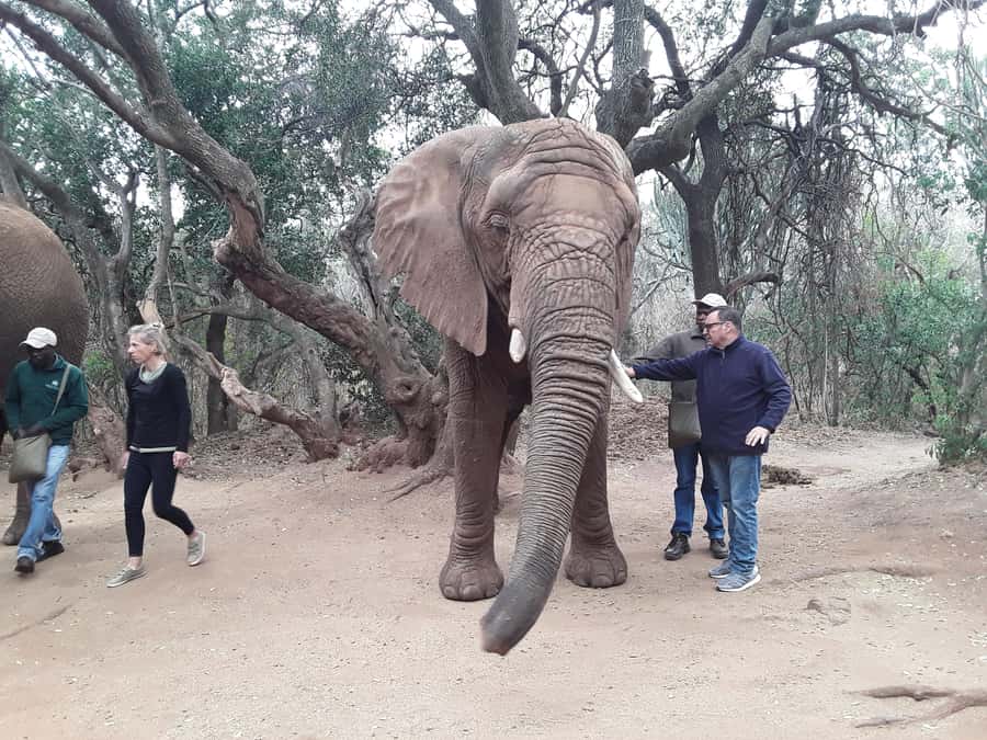 The Elephant and Monkey Sanctuary. - A half-day drive with Johannesburg pickup and Magaliesburg scenery