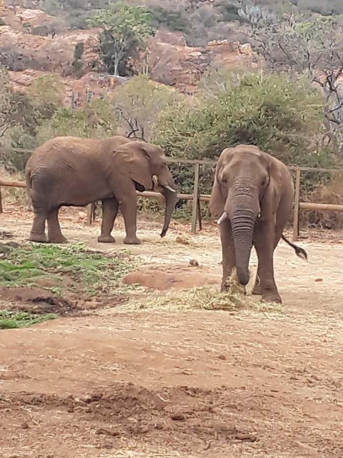 The Elephant and Monkey Sanctuary. - Big Five style proximity: why the walking part matters