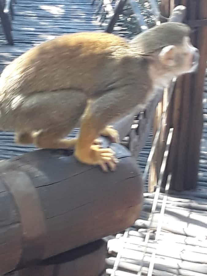 The Elephant and Monkey Sanctuary. - Cost and value: what $68 includes and what you pay separately