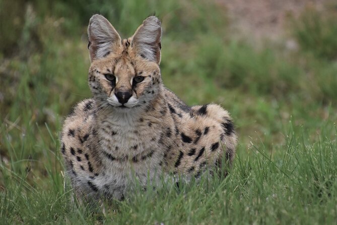 The Private Wildlife Tour - Key highlights you will actually feel during the tour