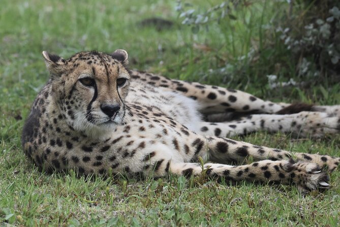 The Private Wildlife Tour - 2 hours in the field: timing, light, and realistic expectations