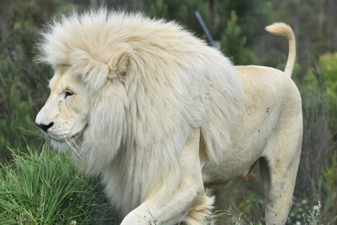 The Private Wildlife Tour - Who this tour suits best, and who might want to skip it