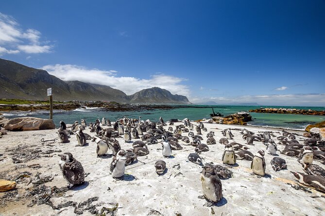 Top 10 Super Tour: Table Mountain, Penguins & Cape of Good Hope Small Group Trip - Chapman’s Peak Drive: Scenic Road, Short Viewpoints, Real Timing