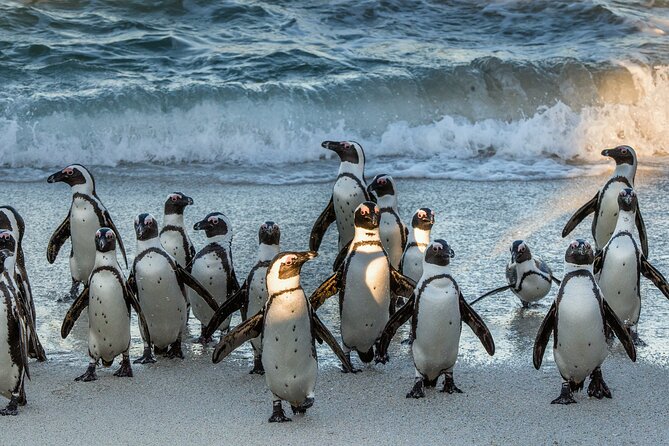 Top 10 Super Tour: Table Mountain, Penguins & Cape of Good Hope Small Group Trip - Cape of Good Hope Reserve: Crosses, Currents, and Wildlife Chances
