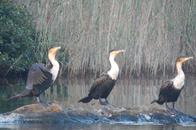 Touw River Boat Cruise - Wilderness National Park - The Wilderness River Safaris ride: what 90 minutes looks like in real life