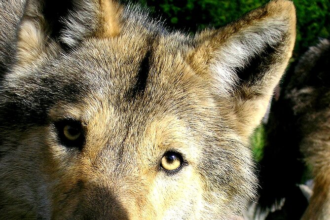 Tsitsikamma Wolf Sanctuary Guided Tour & Day Pass - A guided wolf visit with real conservation weight