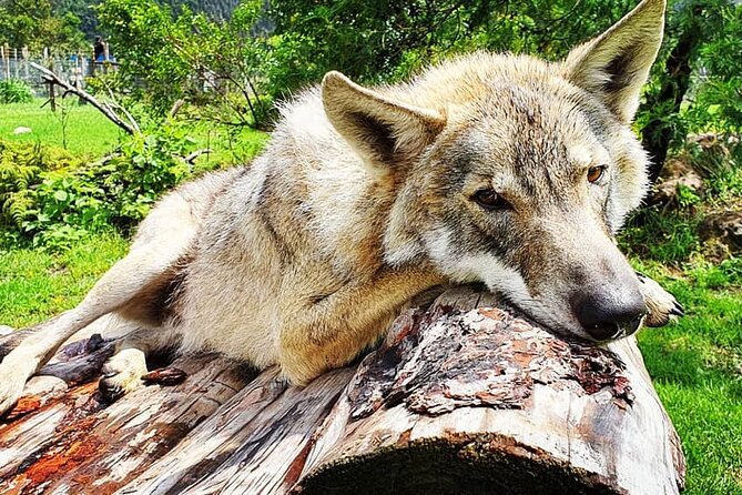 Tsitsikamma Wolf Sanctuary Guided Tour & Day Pass - Your one-hour guided walk: what happens during the visit