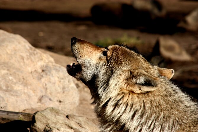 Tsitsikamma Wolf Sanctuary Guided Tour & Day Pass - The real value of a $20.23 admission-guided experience