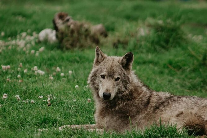 Tsitsikamma Wolf Sanctuary Guided Tour & Day Pass - Practical tips so your visit feels smooth