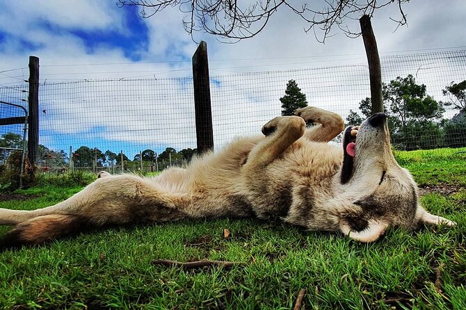 Tsitsikamma Wolf Sanctuary Guided Tour & Day Pass - Where you meet and how to plan your timing on the Garden Route