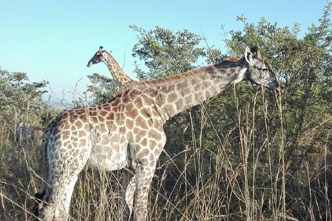 Two day Kruger National Park Safari from Johannesburg - Day 1 in Kruger: Sunset Drive, Camp Life, and Dinner Under the Stars