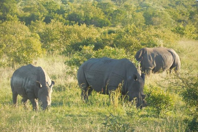 Two day Kruger National Park Safari from Johannesburg - Day 2 Sunrise Game Drive: Predawn Starts and Big Five Odds