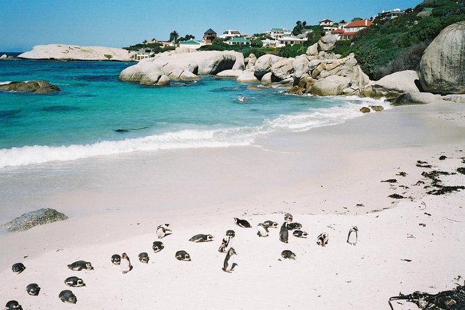 Ultimate Cape Point Tour from Cape Town - Full Day - Why the Cape Peninsula loop makes sense in one long day