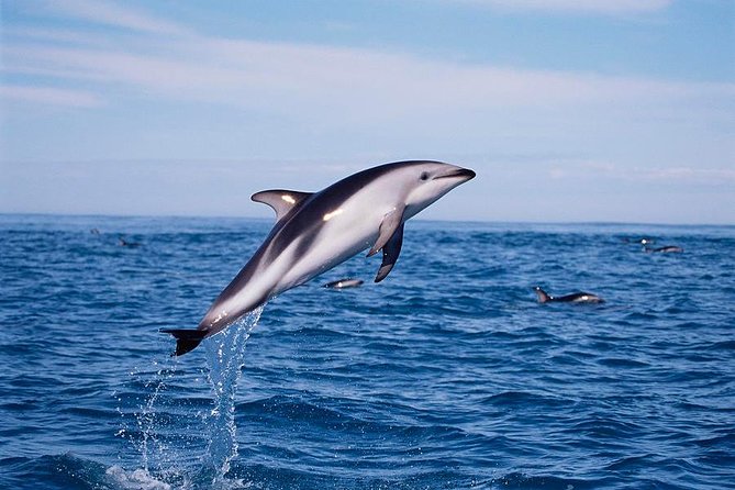 V&A Waterfront Marine Big 5 Ocean Safari - How Long It Takes, and What That Means for Your Day