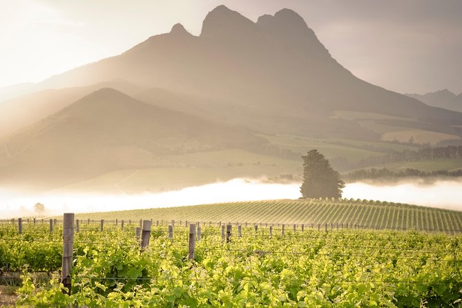 Vine Hopper: Hop-On Hop-Off Wine Tour - Northern Route - Stellenbosch Northern Route, minus the driving headaches